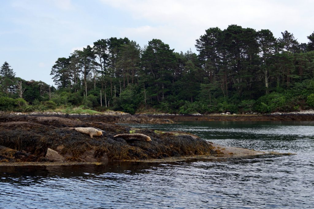 Glengarriff Bay | schabakery.com