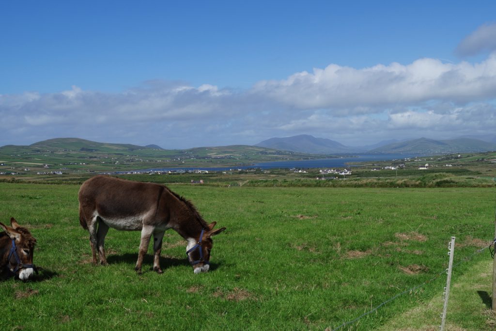 Donkeys on Kerry Cliffs | schabakery.com